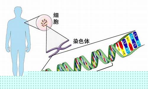 基因检测与染色体检测有何不同？