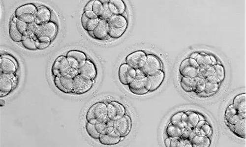 胚胎筛查可以提高怀孕率吗？