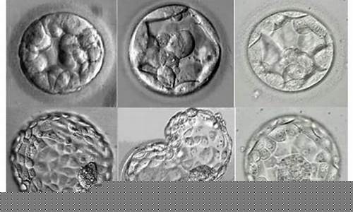 试管婴儿的胚胎培养时间有多长？